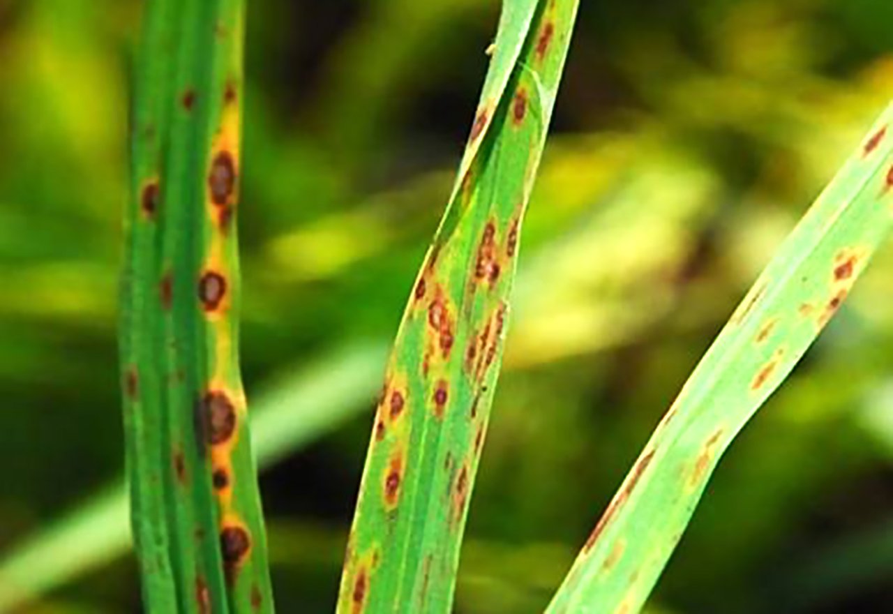 Is Brown Patch A Fungus